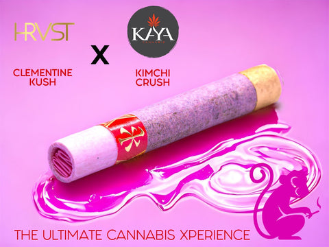 Pink Capo VSXL - Kimchi Crush // Clementine Kush