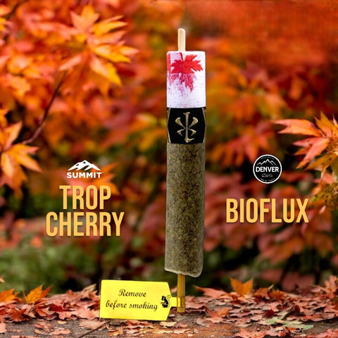 Maple Soldato - Trop Cherry // Bioflux Made In Xiaolin Maple Soldato - Trop Cherry // Bioflux Made In Xiaolin
