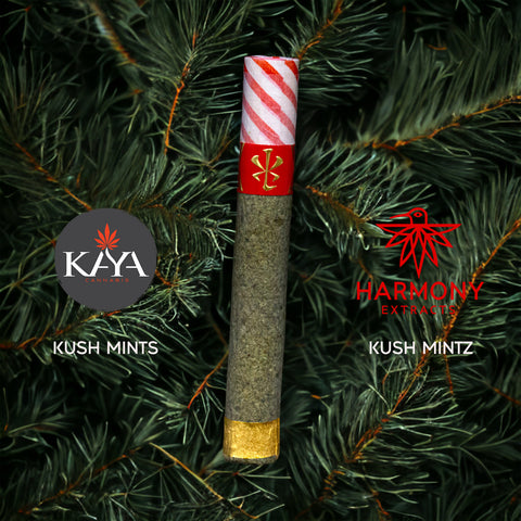 Peppermint Cane Capo V.S.X.L. - Kush Mints // Kush Mintz